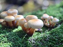 Эксперт рассказал об особенностях сбора первых весенних грибов