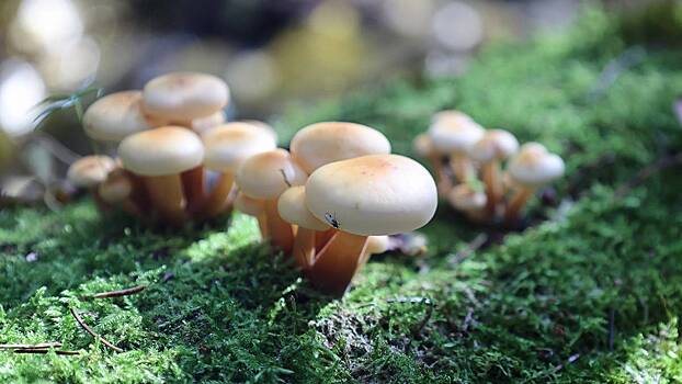 Агроном Октябрина Ганичкина назвала основные правила сбора грибов в лесу