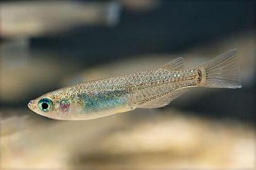 Новый вид рыб обнаружили в водоёмах Тибетского нагорья и Ростовской области