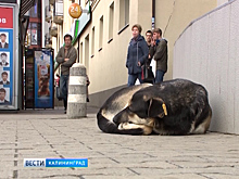 Судьба стерилизованных бездомных животных в Калининграде привлекла внимание прокуратуры