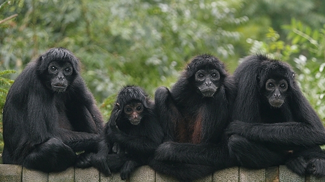 У паукообразных обезьян обнаружена умная система обмена инсайдерскими знаниями
