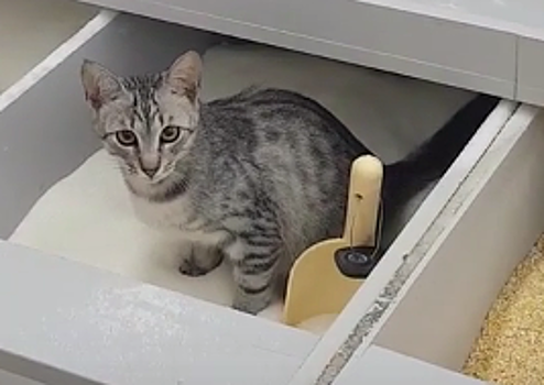 Кот превратил лоток с сахаром в магазине Киева в туалет