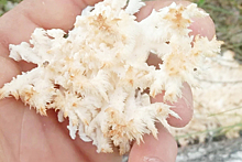 На Урале нашли «кудрявый» краснокнижный гриб