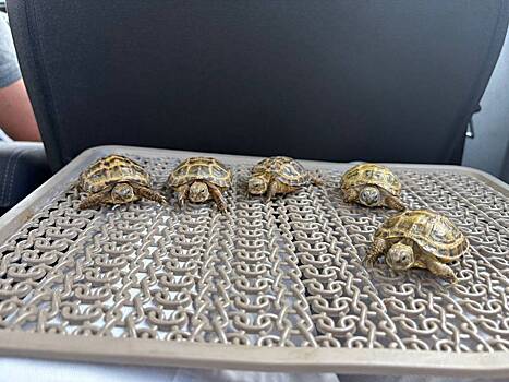 В российском городе на помойке нашли более десятка среднеазиатских черепашат