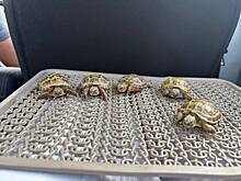 В российском городе на помойке нашли более десятка среднеазиатских черепашат