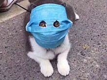 Кота с коронавирусом нашли в Испании