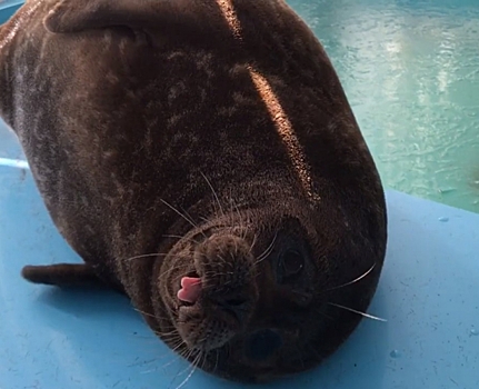 Видео: тюлень Крошик нежится в лучах мартовского солнца