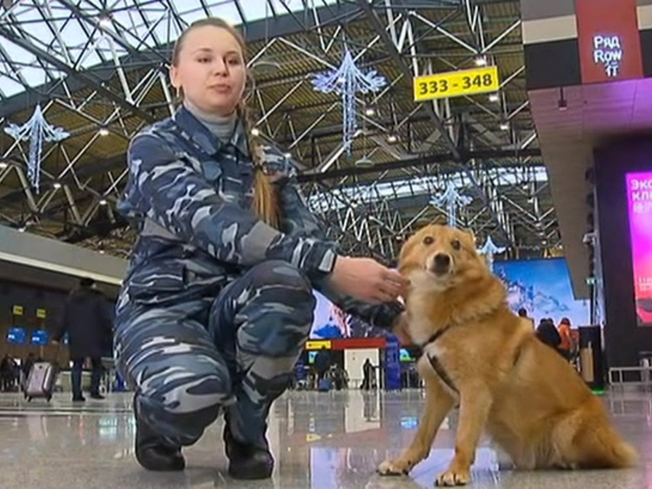 Шалайка шереметьево. Шалайка собака сулимова. Шалайки аэрофлот. Собака в аэропорту шереметьево. Собака в аэропорту шереметьево.