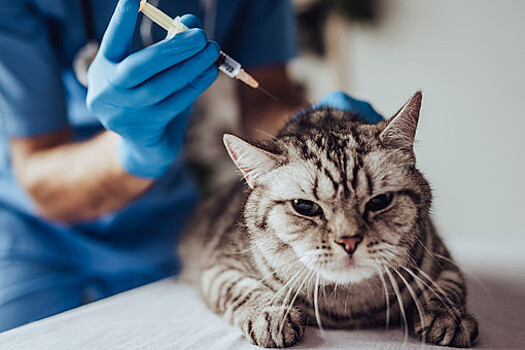 Две домашние кошки заразились COVID-19 в Германии