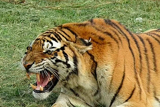 Тигр вырвался из вольера, растерзал смотрителя и домогался тигрицы