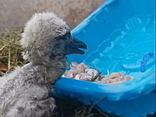 «Отбракованному» аистенку построят новый дом