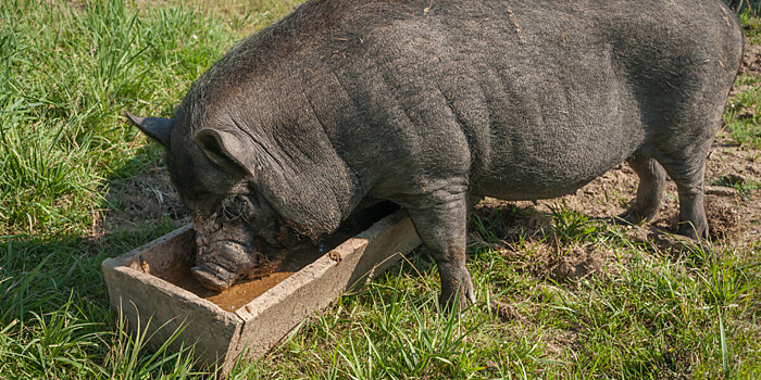 Второй очаг африканской чумы свиней зафиксировали в Приморье