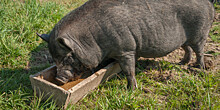 Второй очаг африканской чумы свиней зафиксировали в Приморье