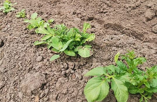 Как избавиться от колорадского жука и получить здоровый урожай картофеля по советам эксперта
