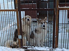 Бродячие собаки исчезнут с нижегородских улиц к ЧМ-2018