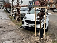 После жалоб на закиданные асфальтом саженцы на Черняховского власти решили отремонтировать тротуар