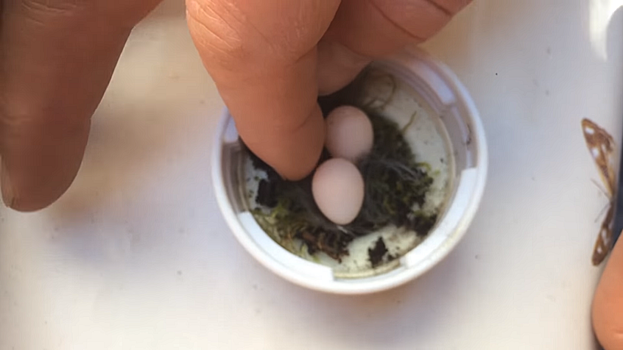Мужчина нашел в саду яйца размером с ноготок и сотворил настоящее чудо – видео