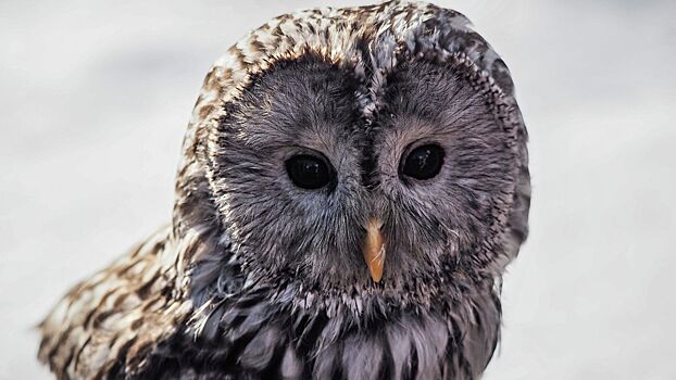 Новгородская область привезет на ПМЭФ живую неясыть