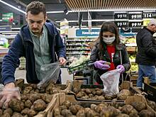 На российских складах скопились рекордные запасы картофеля