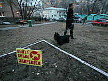 Собачников предлагают жестче наказывать за испачканные их питомцами газоны
