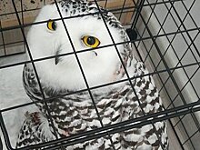 Перепачканную кровью редкую полярную сову нашли и спасли в российском городе