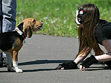 Депутаты Госдумы предлагают взять квадроберов под контроль