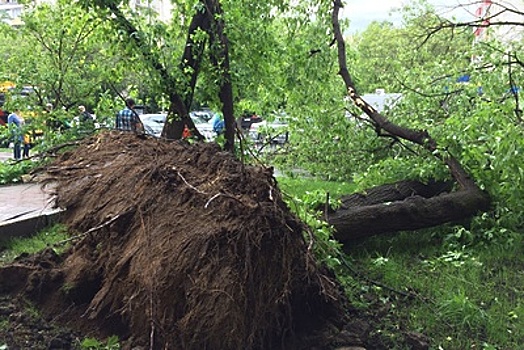 Упавшие после урагана деревья вывезли из микрорайона Серебрянка в Пушкине