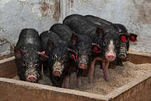 Биолог Никитин рассказал, для каких опытов в Сибири выращивают свиней