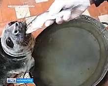 В Калининградский зоопарк привезли раненого тюленя из Янтарного