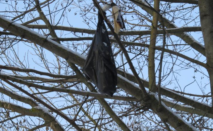 В Курске в лесу неизвестные забрасывают пакеты с мусором на деревья