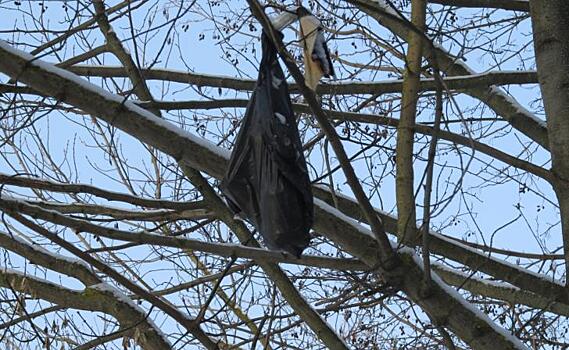 В Курске в лесу неизвестные забрасывают пакеты с мусором на деревья