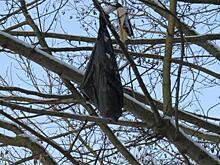 В Курске в лесу неизвестные забрасывают пакеты с мусором на деревья