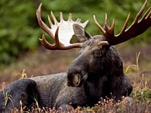 Водителей просят быть готовыми к появлению лосей на дорогах