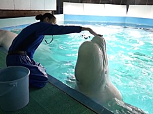 Ученые расшифровали скрытый под океанами Земли секретный язык нечеловеческого разума