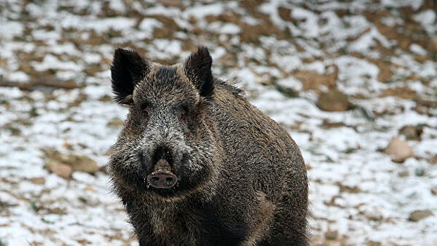 Как появились первые европейские свиньи
