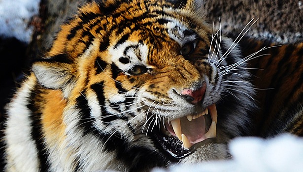 Изъятую из природы в Приморье конфликтную самку амурского тигра признали здоровой
