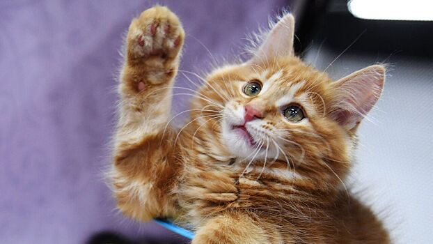 Ветеринар рассказал, почему кошки популярны у россиян