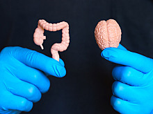 Учёные открыли «второй мозг» в кишечнике — и это многое объясняет