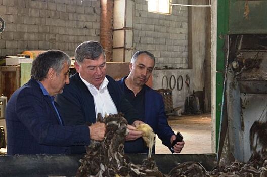 Овечью шерсть из Дагестана готов закупать Китай