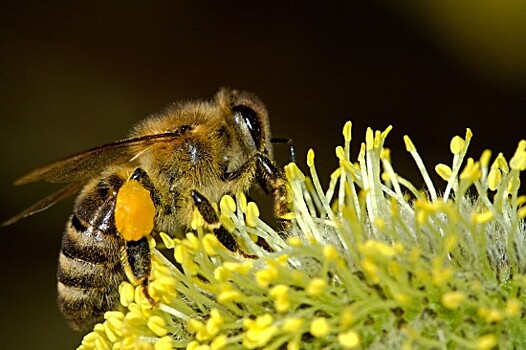 Пчелы начали облет территории парка «Кузьминки-Люблино»