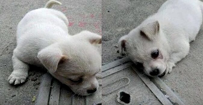 Щенок лежал на крышке канализационного люка и тихо скулил. Мужчина не понимал почему, а когда узнал причину, расплакался и забрал его