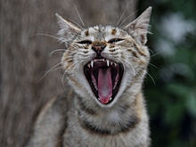 Хирурги прооперировали женщину, которую укусила домашняя кошка