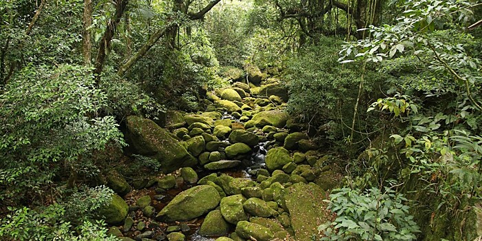 Вырубка тропических лесов Амазонки в Бразилии – крупнейшая за 15 лет