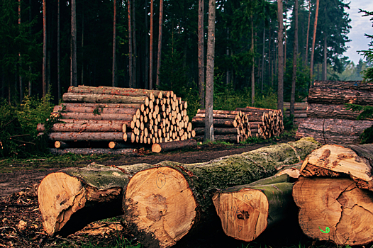 Какие проблемы есть у сертифицированной древесины в России: Новости экологии ➕1, 21.10.2021