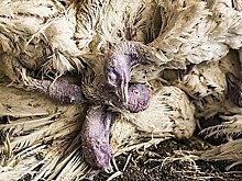 В Комсомольске-на-Амуре выявили птичий грипп