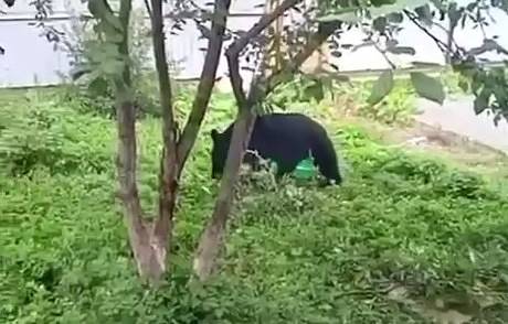 В российском городе медведь залез во двор частного дома и попал на видео