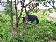 В российском городе медведь залез во двор частного дома и попал на видео