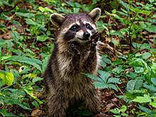 Таксист получил штраф за страстных енотов на крыше