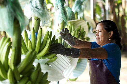 В России возобновили сертификацию бананов из Эквадора