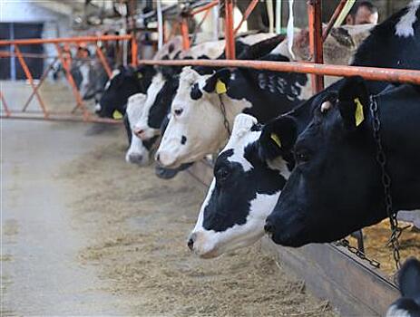 Старейшее животноводческое предприятие Кинельского района с господдержкой наращивает производство